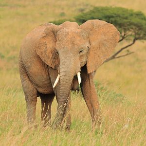 African elephant (December 2019)