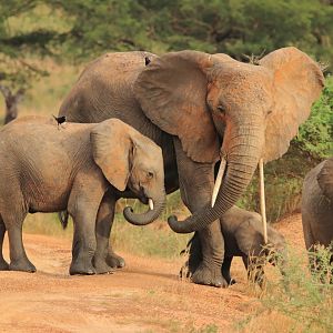 African elephants (December 2019)
