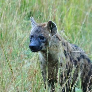 Spotted hyaena (December 2019)