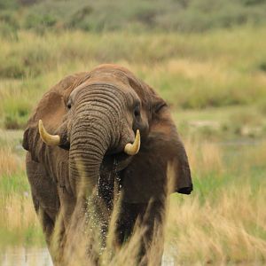 African elephant (December 2019)