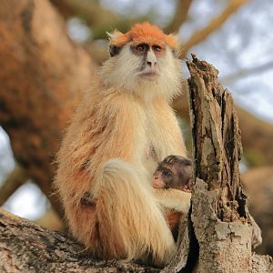 Patas monkey (December 2019)