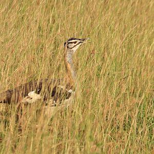 Denham's Bustard (December 2019)