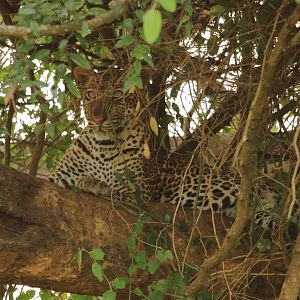 Leopard (December 2019)