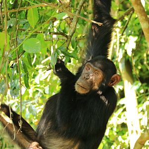Eastern chimpanzee (December 2019)