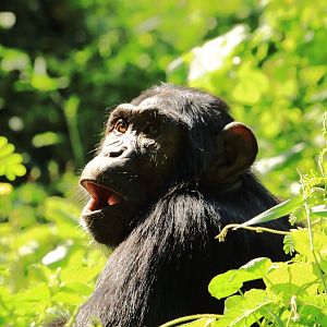 Eastern chimpanzee (December 2019)