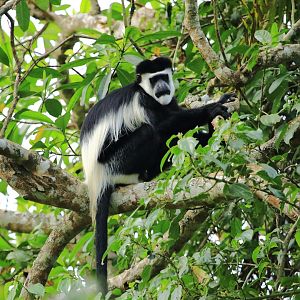 Black-and-white colobus (December 2019)