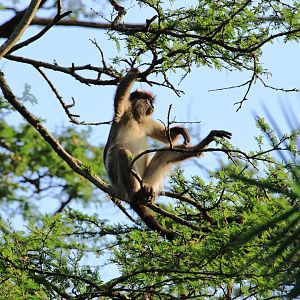 Red colobus (December 2019)