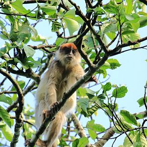 Red colobus (December 2019)