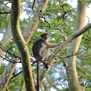 Red colobus (December 2019)
