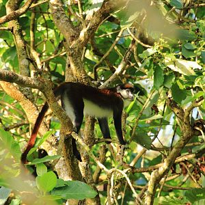 Red-tailed monkey (December 2019)