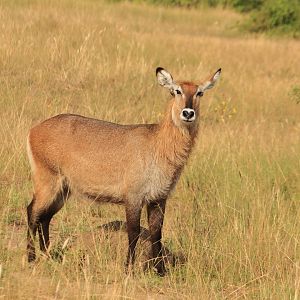 Defassa waterbuck (January 2020)