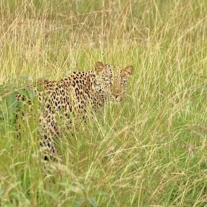 Leopard (January 2020)