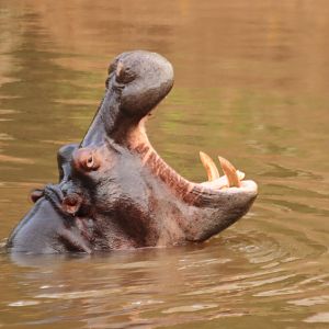 Hippo (January 2020)