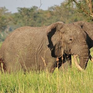 African elephant (January 2020)