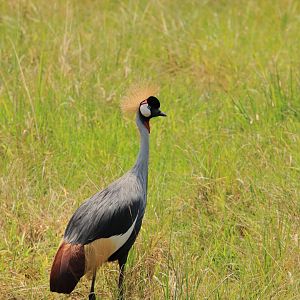 Grey crowned crane (January 2020)