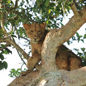 Lion in the tree  (January 2020)