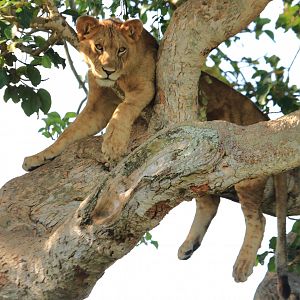 Lion in the tree  (January 2020)