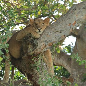 Lion in the tree  (January 2020)