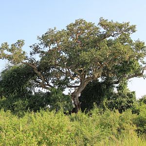 Liontree  (January 2020)