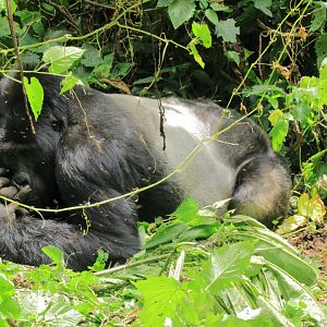 Mountain gorilla (January 2020)
