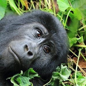 Mountain gorilla (January 2020)