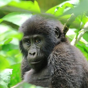 Mountain gorilla (January 2020)