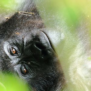 Mountain gorilla (January 2020)