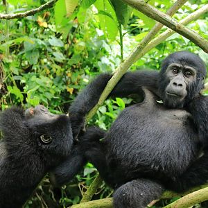 Mountain gorillas (January 2020)