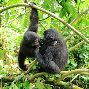 Mountain gorillas (January 2020)