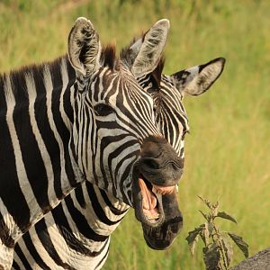 Grant's zebra (January 2020)