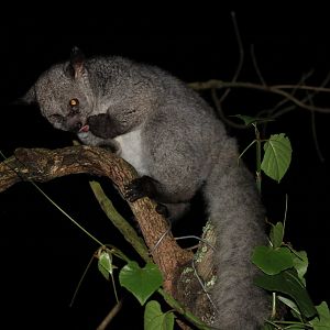 Silvery greater galago (January 2020)