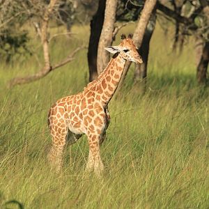 Rothschild's giraffe (January 2020)
