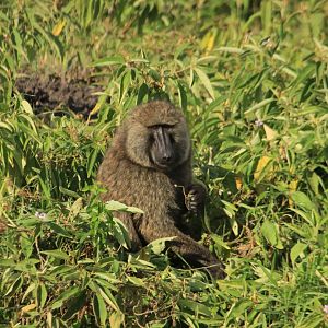 Olive baboon (January 2020)