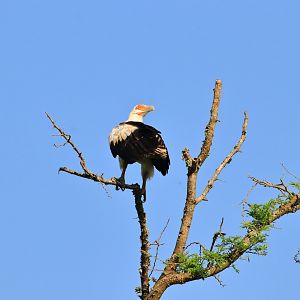Palm-nut vulture (January 2020)
