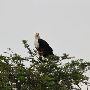 African fish eagle (January 2020)