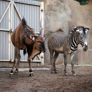 Largest Antelope and Largest Wild Equine