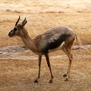 Speke's gazelle