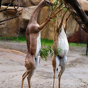 Gerenuk Feeding