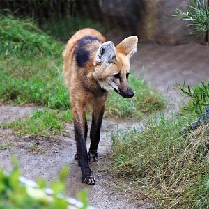 Maned wolf