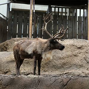 Reindeer