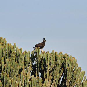 Long-crested eagle (January 2020)
