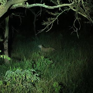 Leopard at night (January 2020)