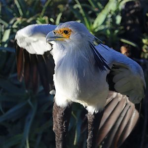 Secretarybird