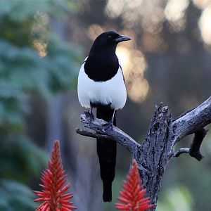 Black-billed magpie (Pica hudsonia)