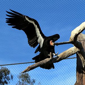 California condor