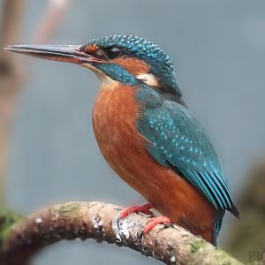 Common Kingfisher | Female - 5th January 2020