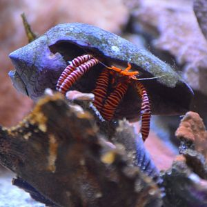 Hermit Crab ID (2019)