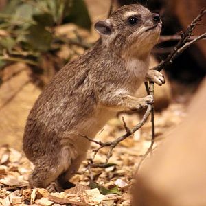 Yellow-spotted bush hyrax (Heterohyrax brucei)