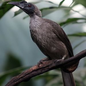 Helmeted friarbird (Philemon buceroides)