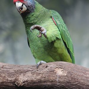 Red-tailed amazon (Amazona brasiliensis)